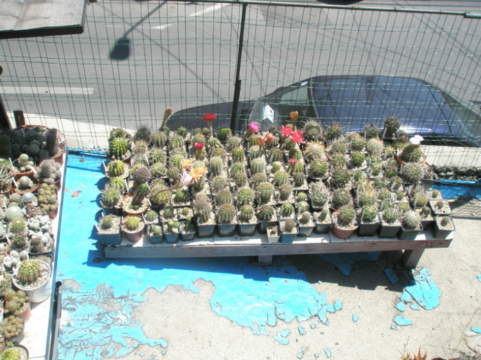 partea cu Echinopsisii - CACTUSI - ANUL 2012