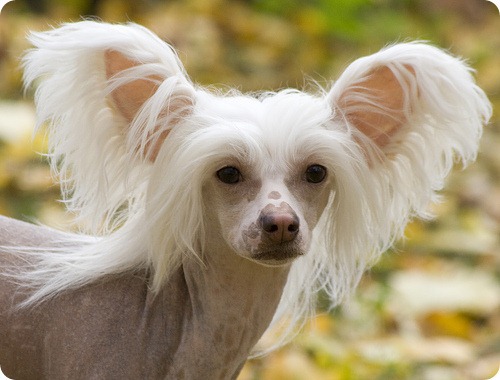 chinese-crested - care e animalul vostru favorit