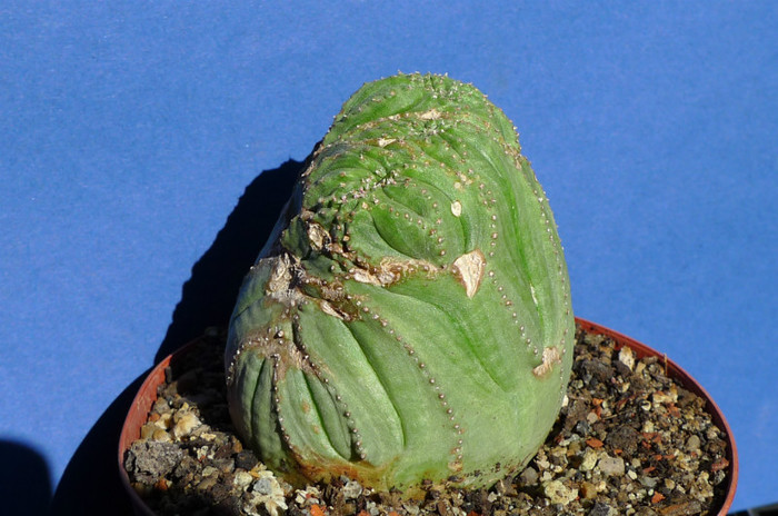 obesa cristata - Euphorbia 2012