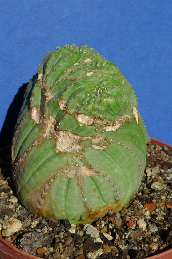 obesa din lateral - Euphorbia 2012