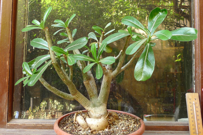 Adenium ( Brico 2008 )