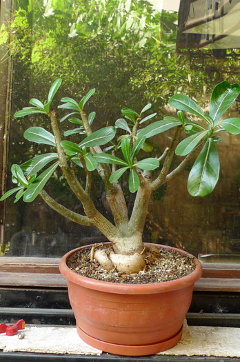 proaspat transplantat - 13.09 - Adenium 2012