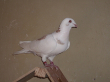 Femela - Porumbei