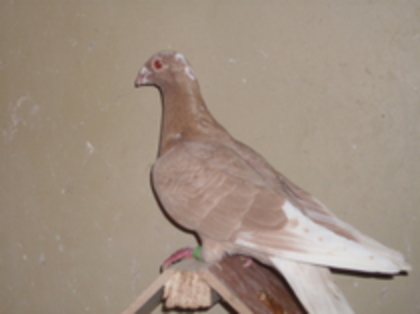 Mascul - Porumbei