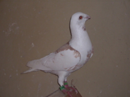 Mascul - Porumbei