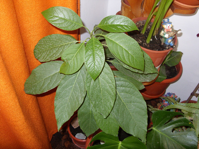 avocado iarna - curtea