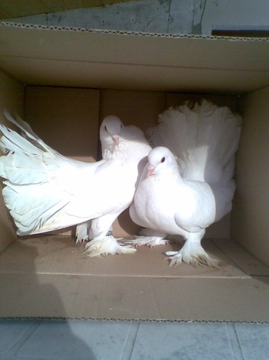 doi masculi de vanzare