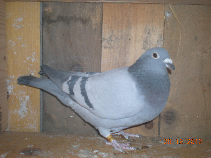 Picture 001; F Ro 2009 364419 are norma palmares viteza pe doi ani
