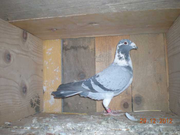 Picture 026; Baltatu' . M RO 2008 1163461
