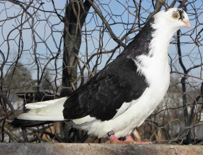 77n(f.2010)-vandut