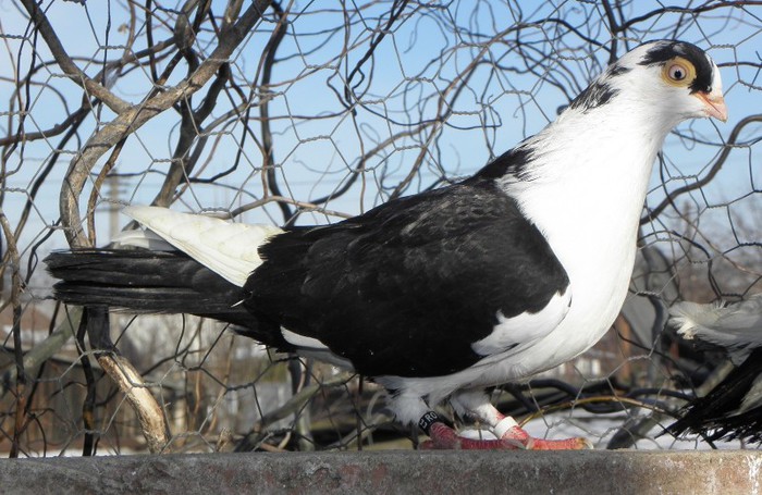 78n(f.2010)-vandut