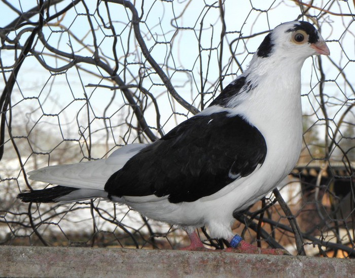 81n(f.2012)-vandut