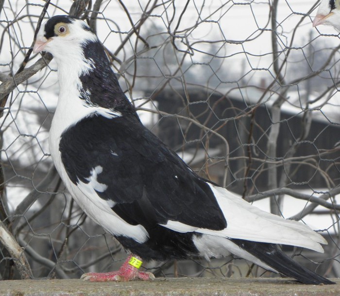82n(f.2011)-vandut