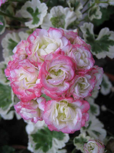 _westdale-appleblossom-am gasit