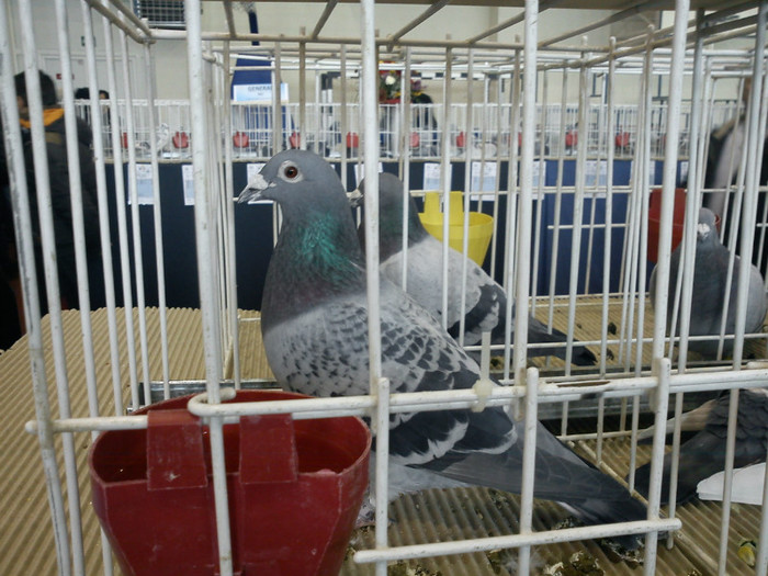 Loc 1 Fond palm. 5 ani Bigiu Iulian