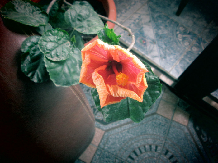 hibiscus - flori de decembrie 2012