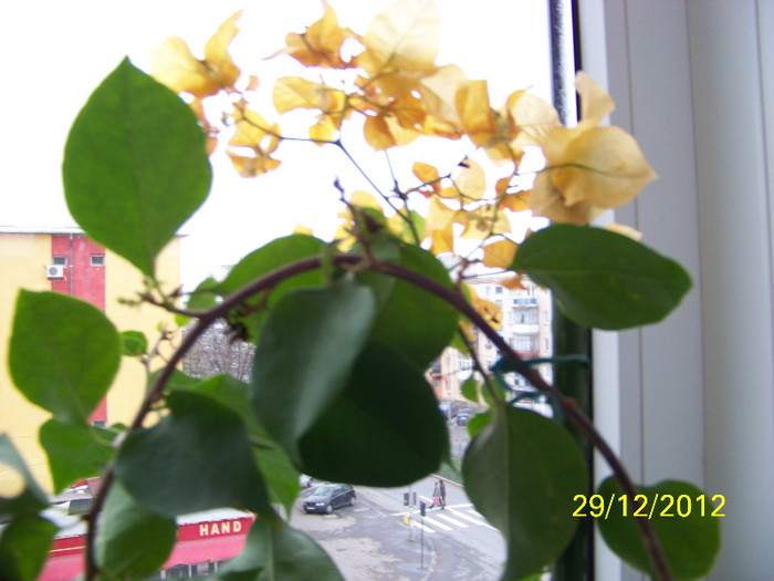 404_9678 - bougainvillea 2012