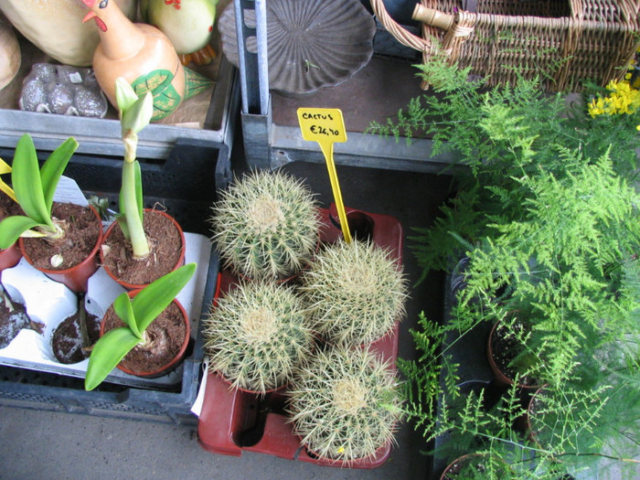 Franta Paris piata flori -07