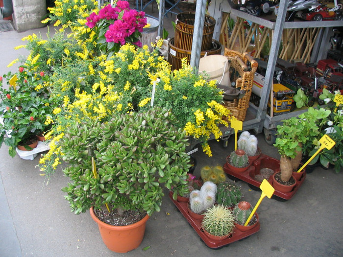 Franta Paris piata flori -08