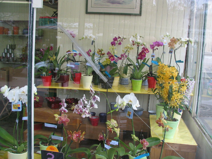 Franta Paris piata flori -09