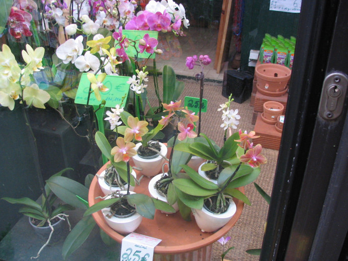 Franta Paris piata flori -11