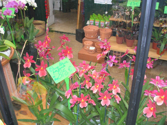 Franta Paris piata flori -12 - Prin Europa