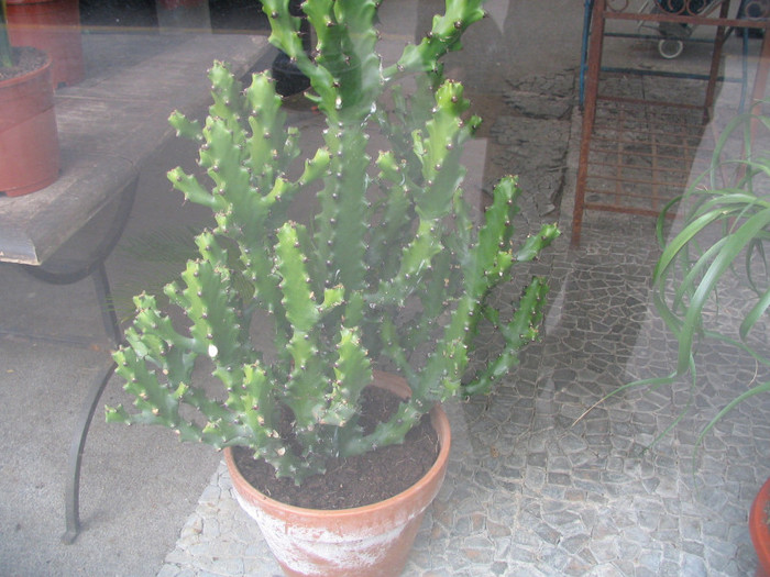 Franta Paris piata flori -14