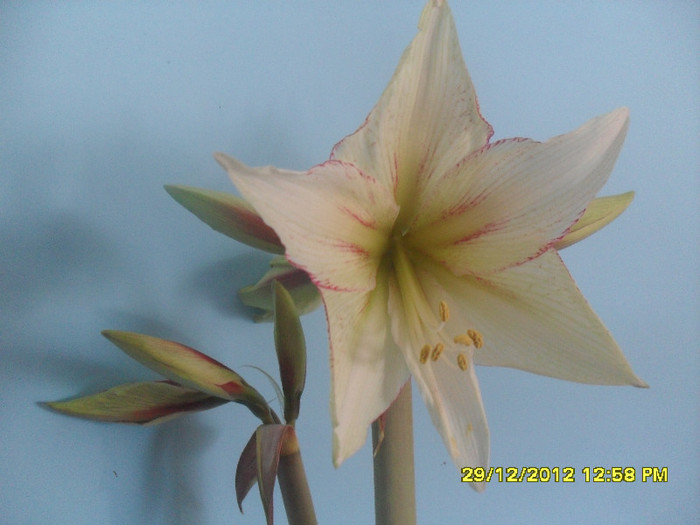 Magic Green - 1_My Amaryllis-2012