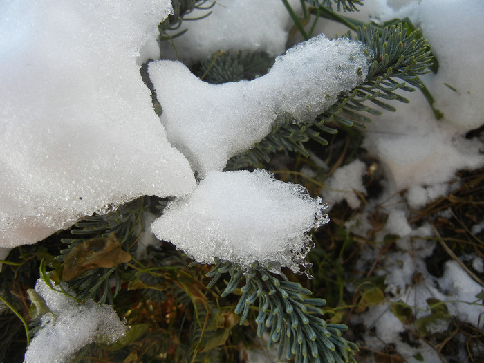 2012, December 25 - 12 Garden in December