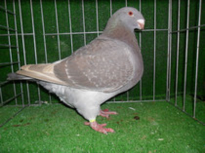 f 2011 va urma