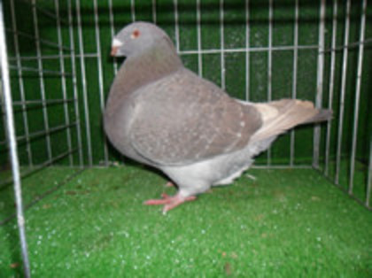 84215148_RPTUGMA