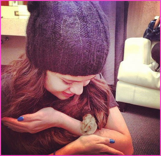 justin-beber-hamster-pac-4