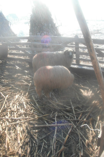 Picture 586