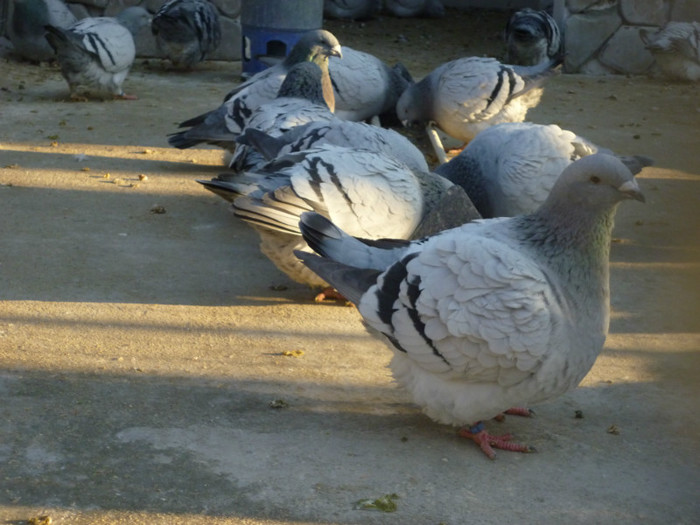 P1000906 - voliera porumbei albastri