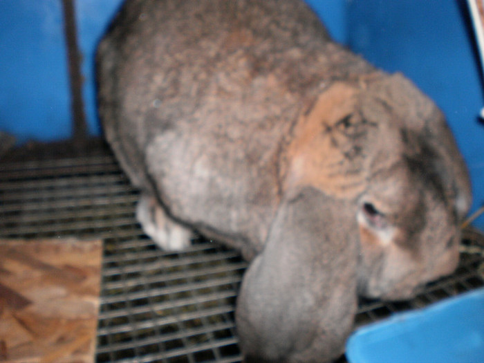 P9270172 - 00-  BERBEC GERMAN