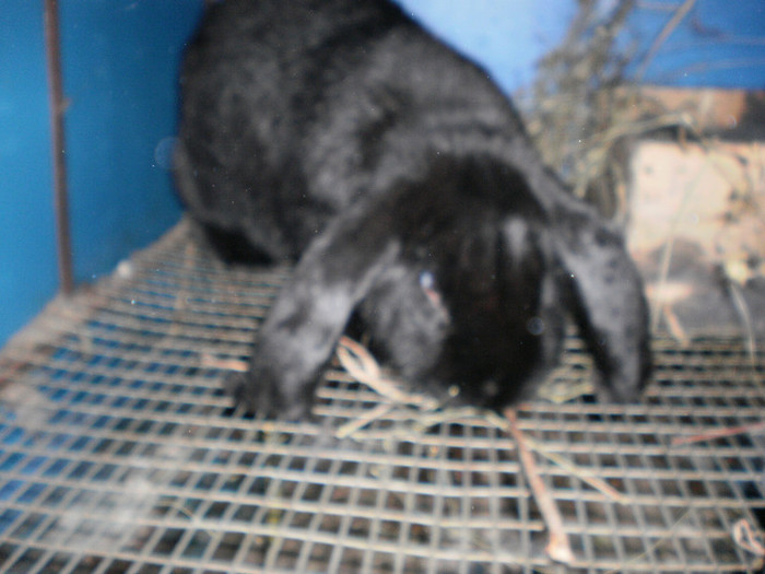 berbec german femela 8 luni cu pui - 00-  BERBEC GERMAN