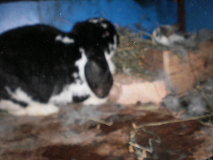 berbec germna femela cu pui