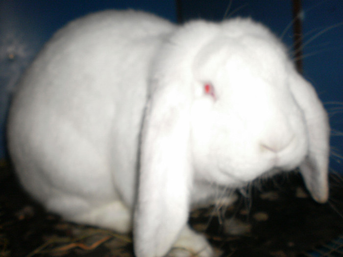 berbec german mascul 6 luni