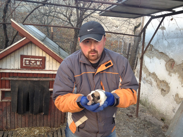 cu durere in suflet anuntam decesul catelului07 01 2013 - MIORITIC CATELUSA