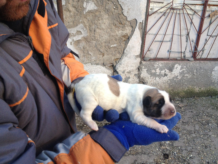 PUI DE O ZI - MIORITIC CATELUSA