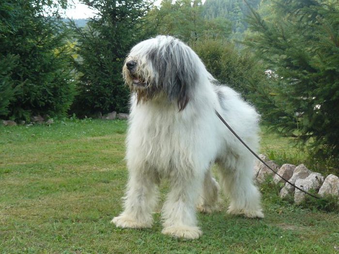 tatal puiului Fulger - MIORITIC CATELUSA