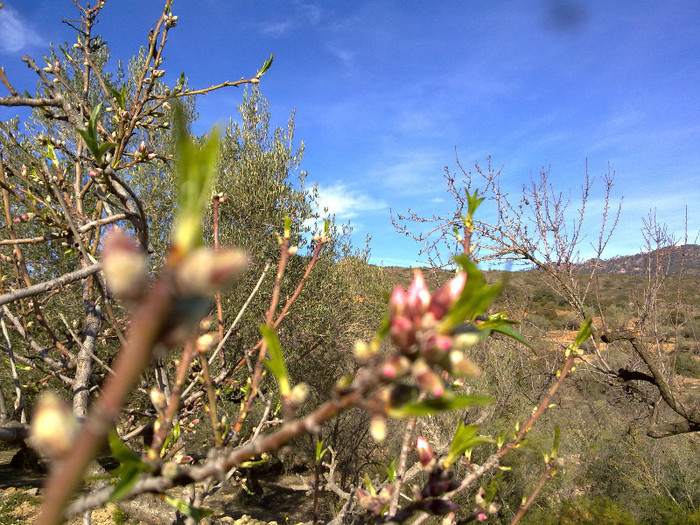 migdali ..gata sa infloreasca