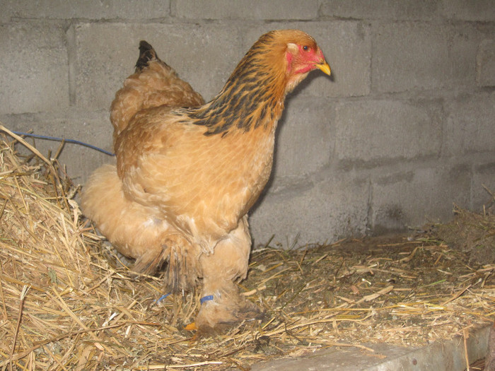 FEMELA brahma columbia