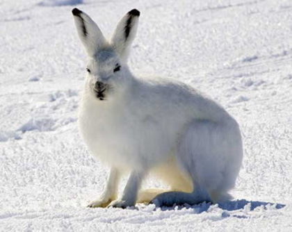 arctic-hares- - Iepurele arctic