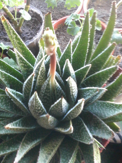 aloe aristata floare 2 - Cactusi si suculente