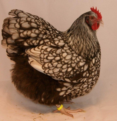 orpinmgton_zilverzwart_gezoomd_hen_jong_kn_jensen_20120108_1573091981