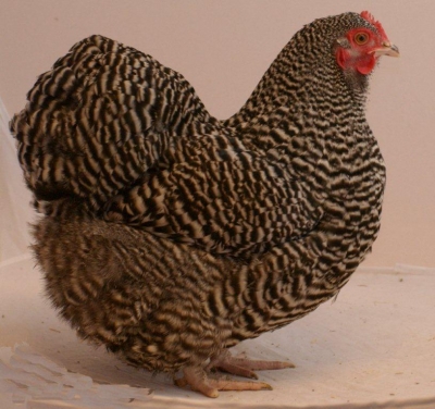 orpington_kriel_gestreept_hen_jong_rbruhn_20120108_1242162685