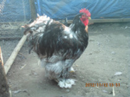 82949446_BZOARXZ3