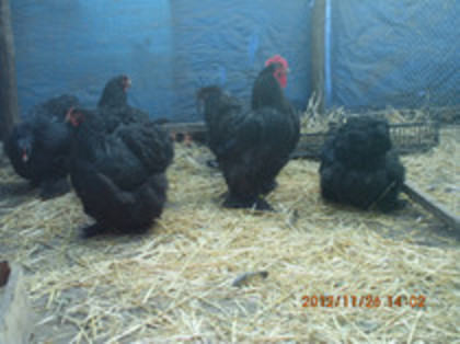 83307830_JVVDVMS3
