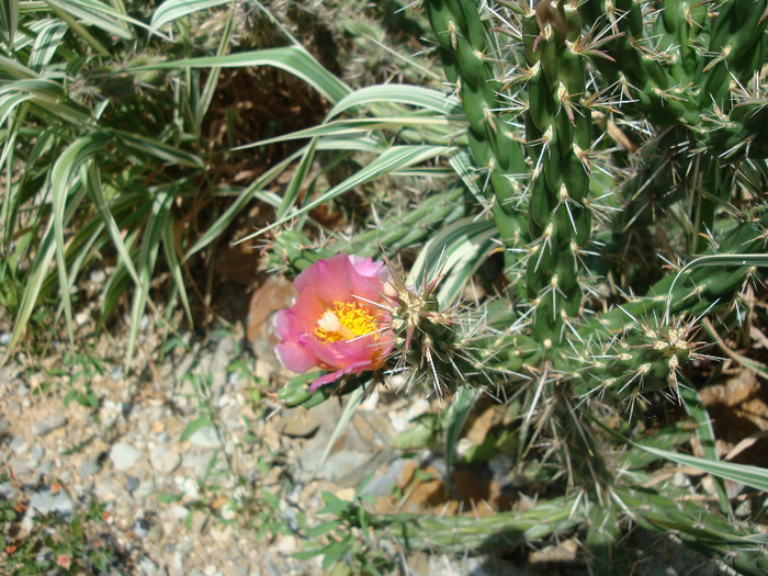 Cylindropuntia imbricate (Haw.) FM Knuth 1935 - Genul Cylindropuntia